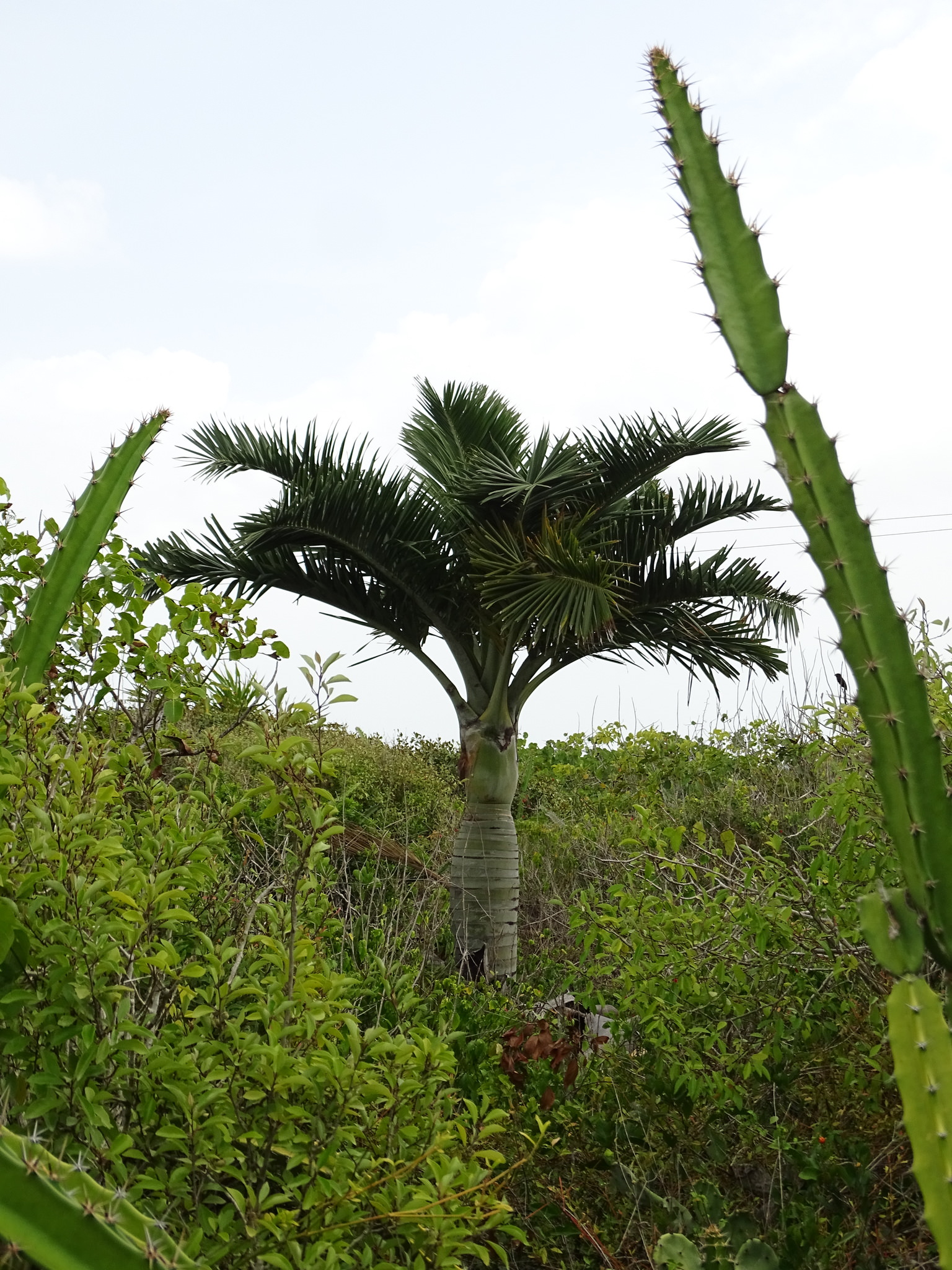 Pseudophoenix sargentii 